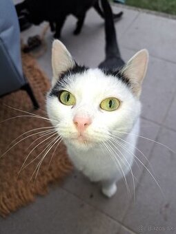 Kocurik Hugo hlada domov