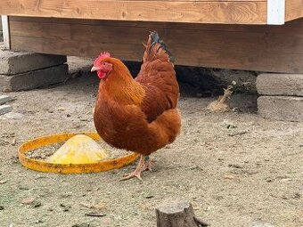 Predám nasadove vajíčka hempšir