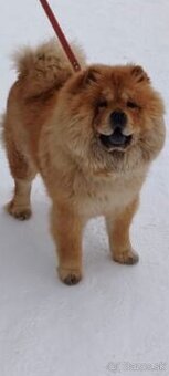 Chow chow