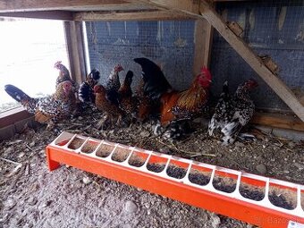 Miflerka - nasadové vajcia