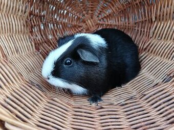 Predám samičku morčaťa