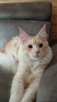 Maine Coon - kocúrik krytie