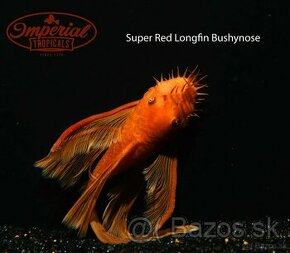 KÚPIM - Ancistrus super red long fin - samce