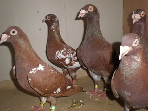 Poštové holuby Meulemans