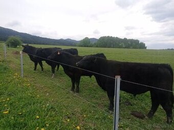 Plemenné býky Aberdeen Angus