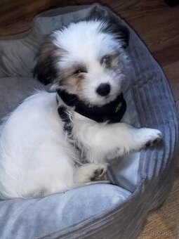 Shitzu+ Jack Russel