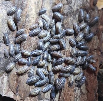 Armadillidium nasatum