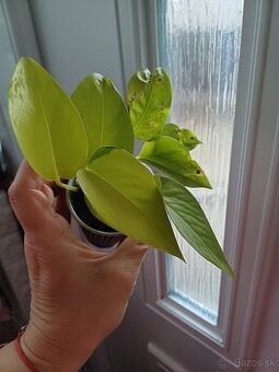 Epipremnum neon