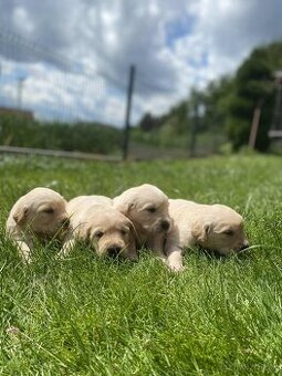 Zlatý retriever