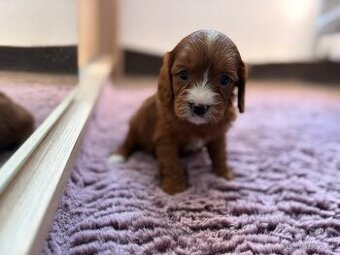 Cavapoo sucka