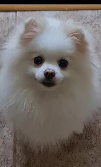 Pomeranian s PP