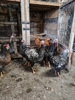 Kohúty Wiandotky striebornej čierno lemovanej