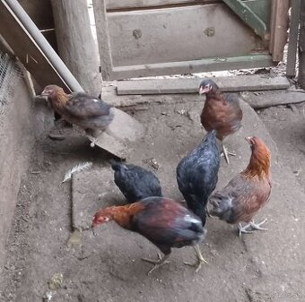 araucana