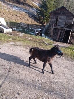 Predám poníka žriebä