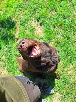 hotel pre psov, vycvik s ubytovanim