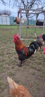 Maranská medenokrká-  kohúty