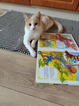 Darujem dve úžasné mačičky s komplet vybavenim