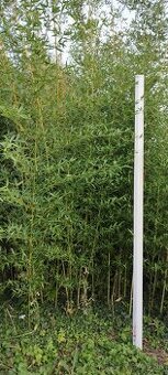 Mrazuvzdorný bambus