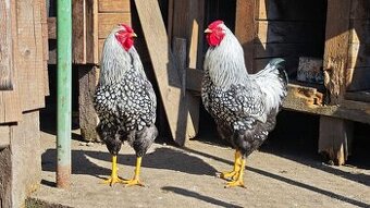 Predám kohútov plemeno wyandotka