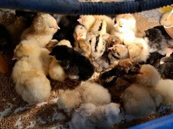 Kuriatka brojlery,kalimero