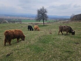 Býky Highland Cattle