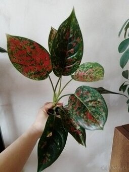 Aglaonema