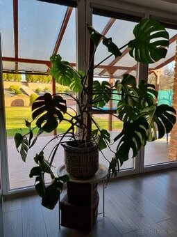 Monstera Deliciosa