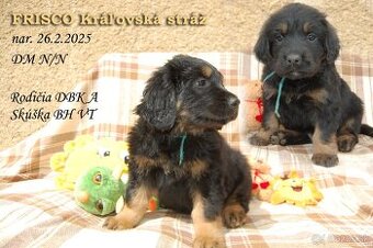 HOVAWART - znakatý psík FRISCO Kráľovská stráž s PP FCI