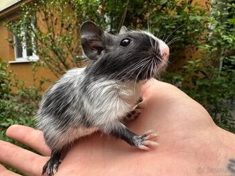 Osmák Degu- Pied Black