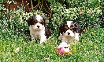 Cavalier, kavalier, cavalier king charles spaniel