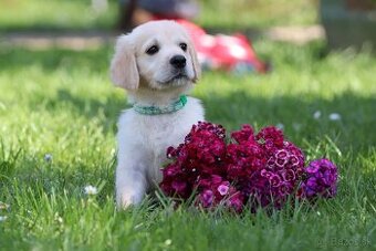 Zlatý retriever/ Golden retriever