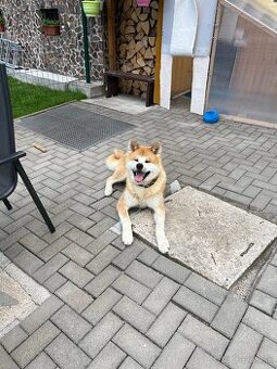 Akita inu