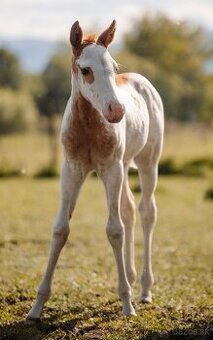 American Paint Horse kobylka frame overo