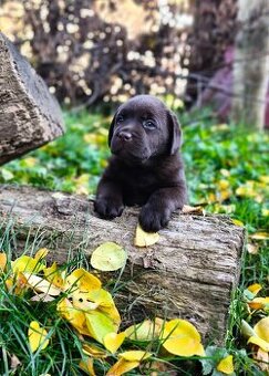 Labrador retriever s PP , Labradorsky retriever