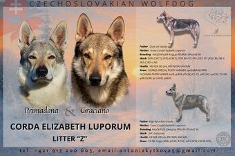Československý vlčiak šteniatka s PP