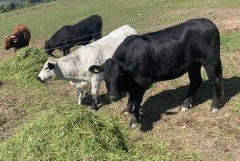 Hovädzie mäso na predaj