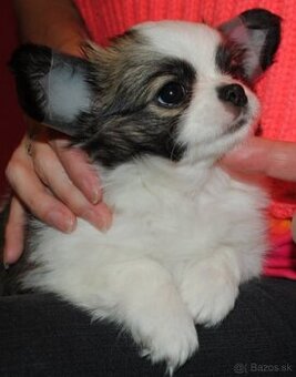 Čivava dlhosrstá s PP