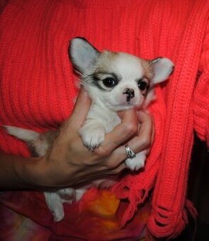 Čivava dlhosrstá s PP