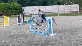 8.r valach Prince, skoky 100cm, vychadzky