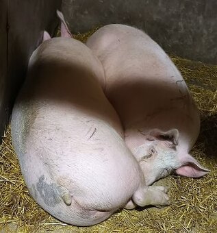 PREDÁM VYKŔMENÉ PRASA