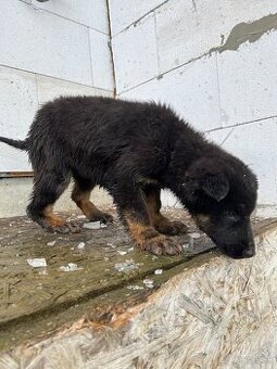 Šteňa Nemecký Ovčiak