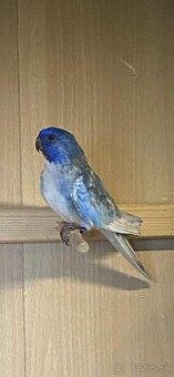 Neofema modrohlavá 2,0 modrá DF kr.25