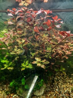 Rastlinky 8 ,krevetky 40