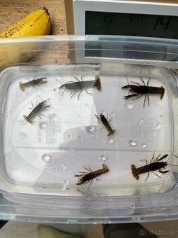 Darujem rakov do akvária