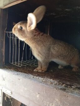 Predám pripustenu samicu králika divosfarbeny