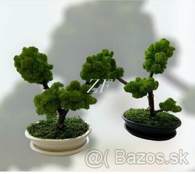 Machové bonsaje - 1