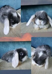 Minilop , zakrslý králik , zakrslý zajko , zajac , králik