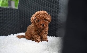 Pudlik toy red