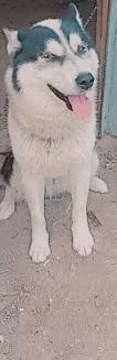 Predavam čisto krvna husky