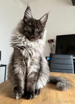Maine coon,  mainská mývalia s PP